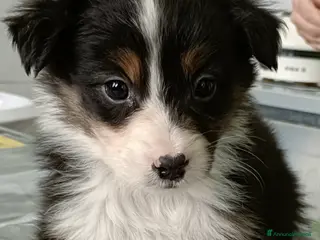 Australian Shepherd cani Cuccioli di pastore australiano con pedigree - Annuncio 19