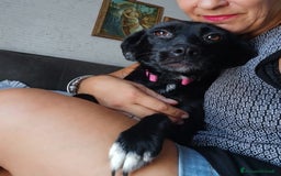 Meticcio cani in regalo: ROSY piccola cagnolina di nessuno - brava a Città Metropolitana di Bologna - Immagine 5