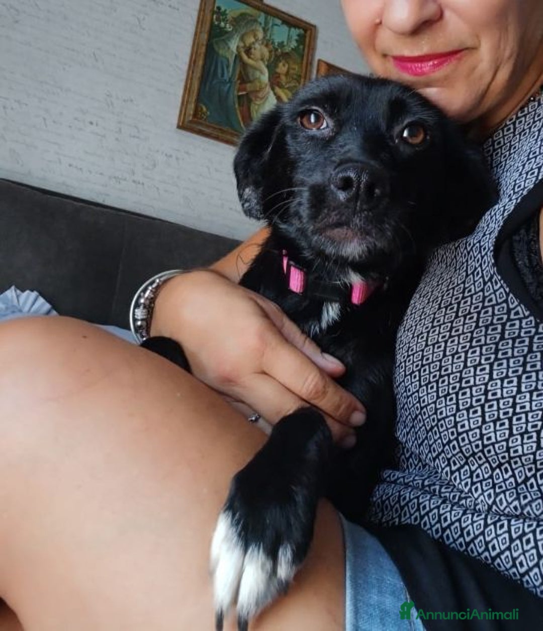 Meticcio cani in regalo: ROSY piccola cagnolina di nessuno - brava a Città Metropolitana di Bologna - Immagine 5