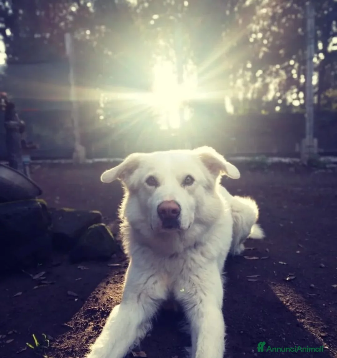 Altre razze cani in regalo: Adriano, dolce cagnolone cerca famiglia  a Città metropolitana di Roma Capitale - Annuncio 4