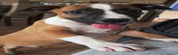 American Staffordshire cani in vendita: Cucciolo Amstaff  - Annuncio 11