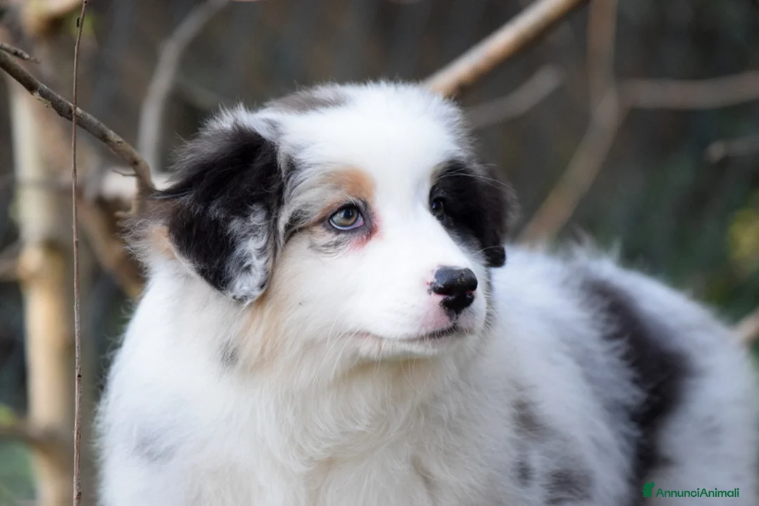 Immagine della galleria {{count}}