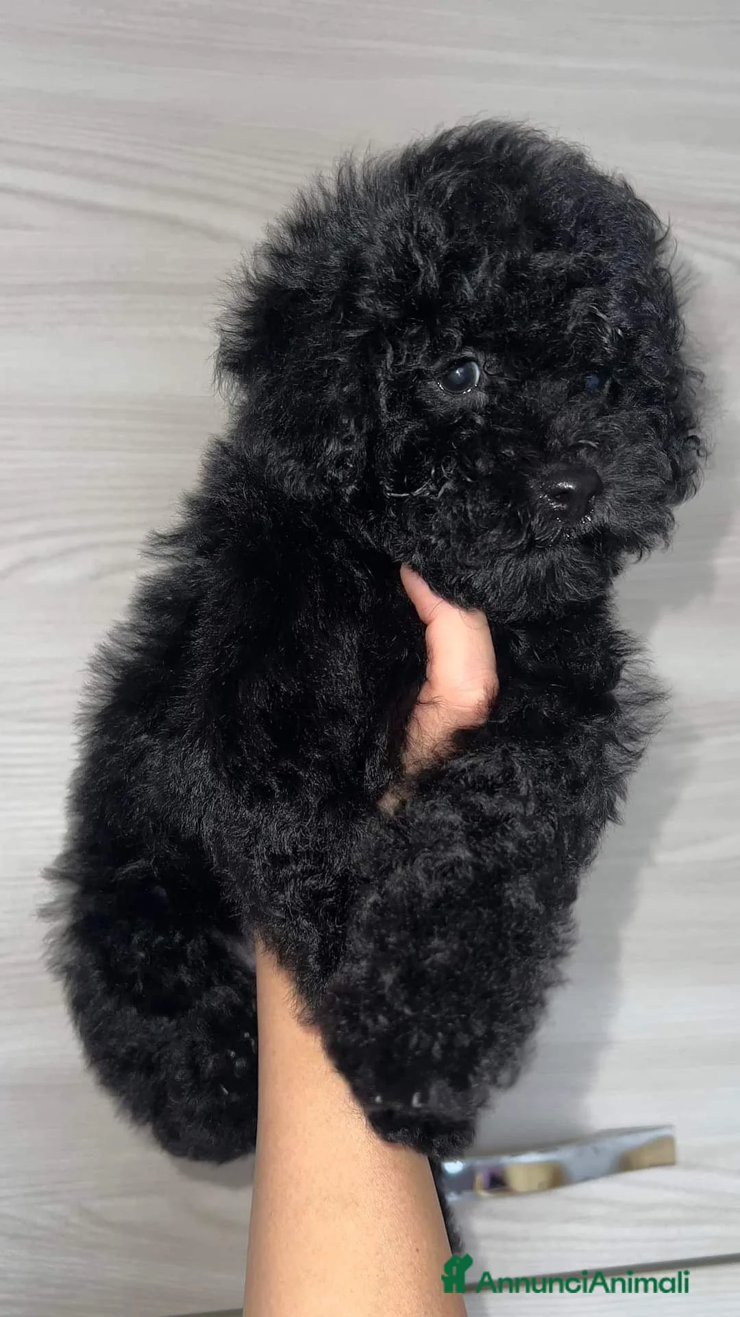 Barboncino Toy cani in vendita: Barboncino nero  - Annuncio 2