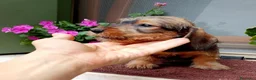 Bassotto cani in vendita: Bassotto pelo duro nano con pedigree  - Annuncio 3