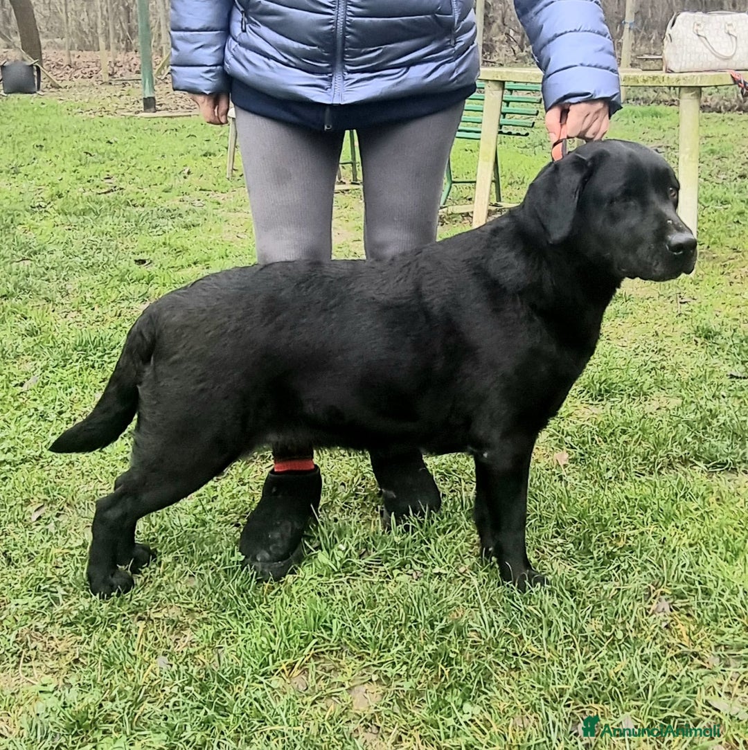 Labrador cani in regalo: Regalo maschio di Labrador Retriever  - Annuncio 1