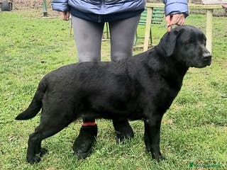 Labrador cani Regalo maschio di Labrador Retriever - Annuncio 1