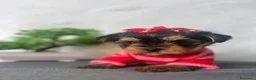 Yorkshire cani in vendita: Adorabili cuccioli di Yorkshire Terrier a Provincia di Verona - Annuncio 10