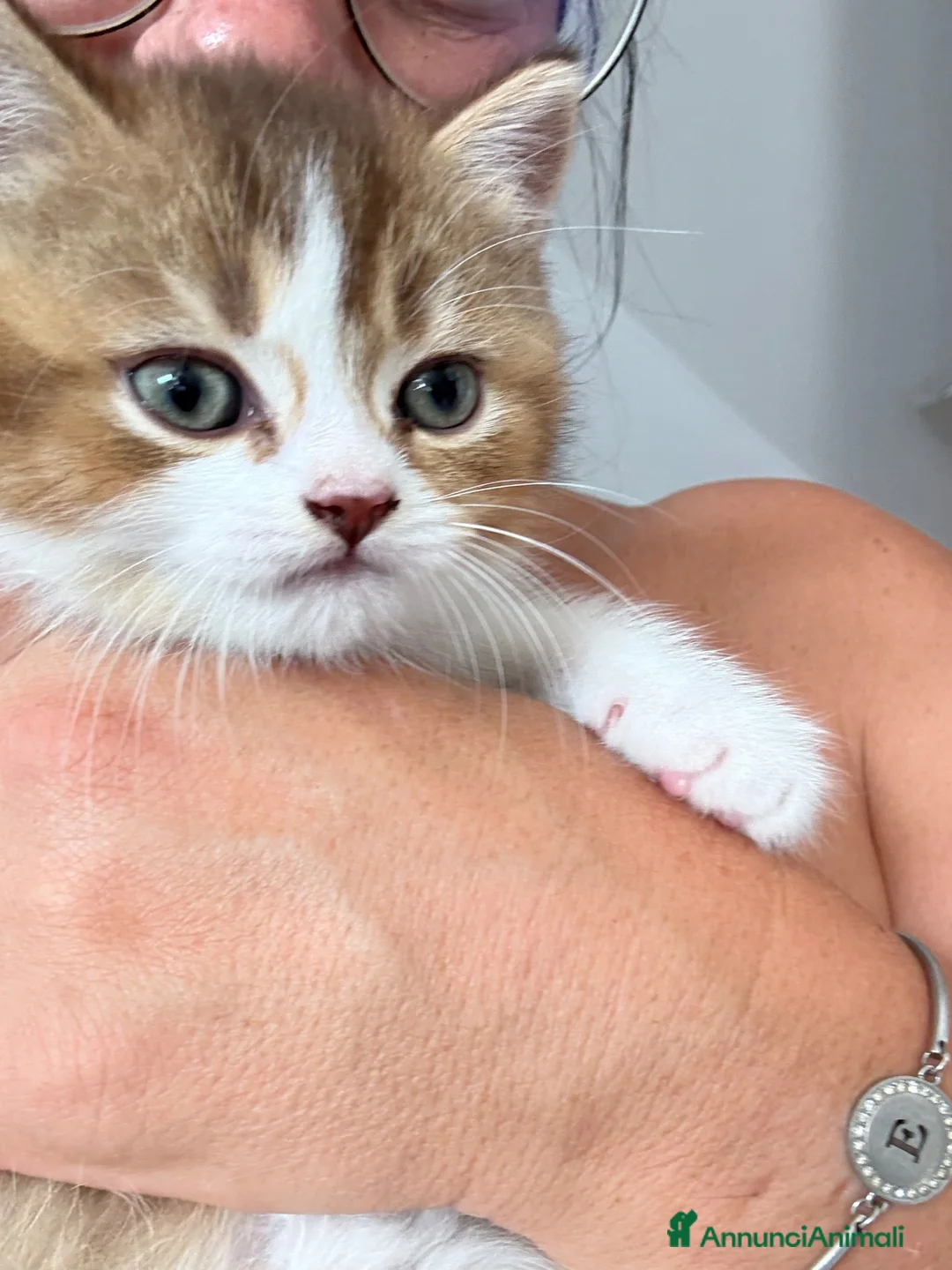 British gatti in vendita: meravigliosi cuccioli gattini British Shorthair  a Città Metropolitana di Torino - Annuncio 21