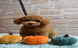 Barboncino Toy cani in vendita: Barboncino Toy - Immagine 4