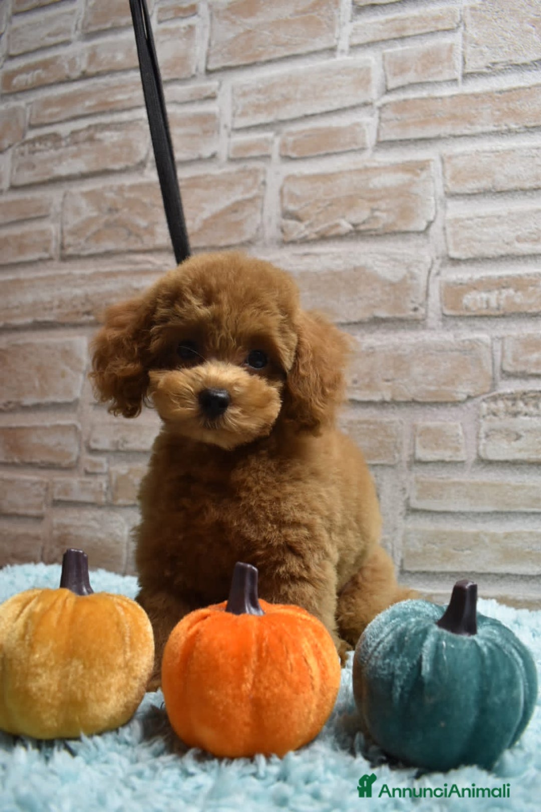 Barboncino Toy cani in vendita: Barboncino Toy - Immagine 4