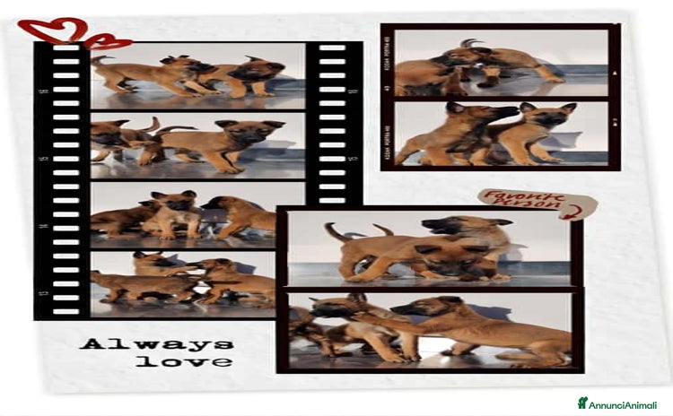 Pastore Belga cani - Annuncio 2