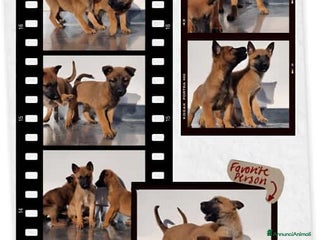 Pastore Belga cani Allevamento Pastore Belga Malinois Salerno Caserta - Annuncio 15