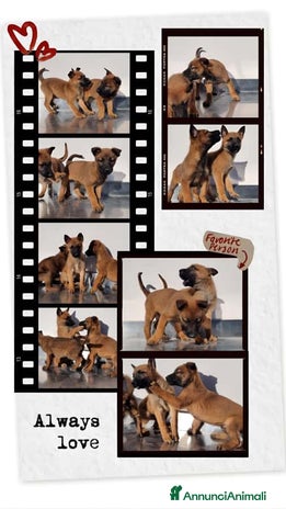 Pastore Belga cani Allevamento Pastore Belga Malinois Salerno Caserta - Annuncio 2