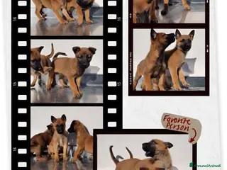 Pastore Belga cani Allevamento Pastore Belga Malinois Salerno Caserta - Annuncio 18