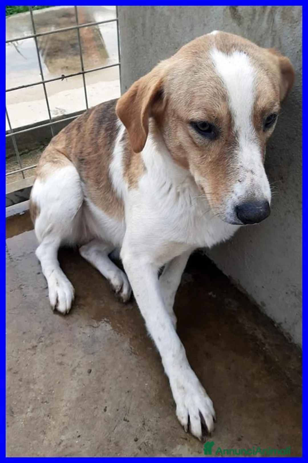 Meticcio cani in regalo: ROSE dolce patatina - Annuncio 2