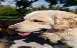 Golden Retriever cani per accoppiamento: Cerco cagnolina con la quale fare cuccioli  - Immagine 1
