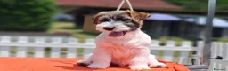 Jack Russell cani in vendita: Cuccioli Jack Russell ruvido - Annuncio 8