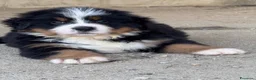 Bovaro del Bernese cani in vendita: Disponibili cuccioli femmine con pedigree - Annuncio 4