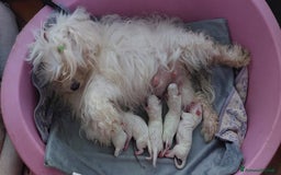 Maltese cani in vendita: Cuccioli di Maltese a Città Metropolitana di Torino - Immagine 5