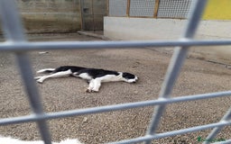 Border Collie cani in regalo: WILLOW, fantastica mix BORDER COLLIE! - Immagine 7