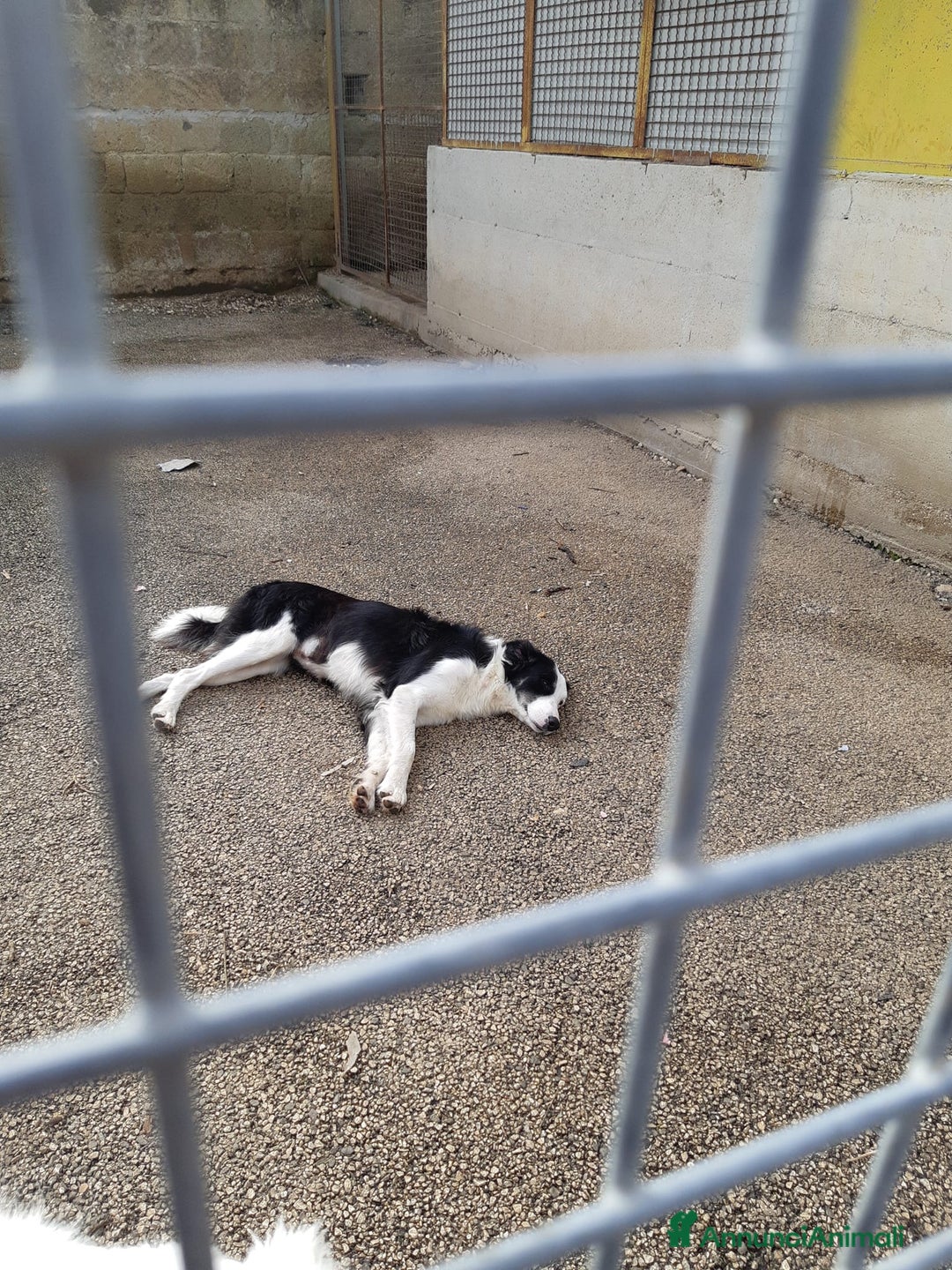 Border Collie cani in regalo: WILLOW, fantastica mix BORDER COLLIE! - Immagine 7