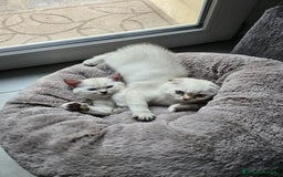 Scottish gatti in vendita: Dolcissimo scottish fold e straight  a Provincia di Brescia - Immagine 26