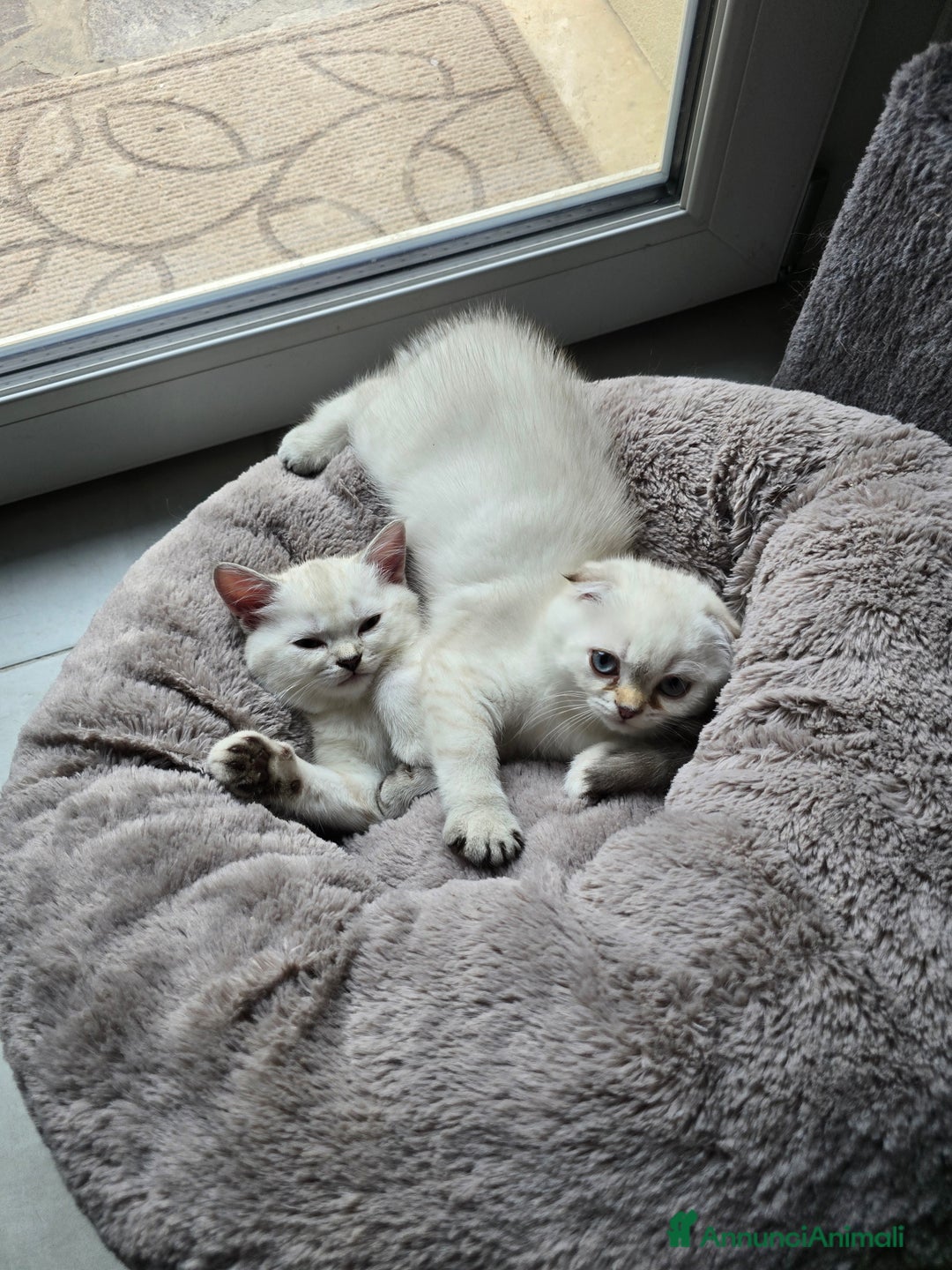 Scottish gatti in vendita: Dolcissimo scottish fold e straight  a Provincia di Brescia - Immagine 26