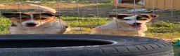 Jack Russell cani in vendita: Jack rusell - Annuncio 3