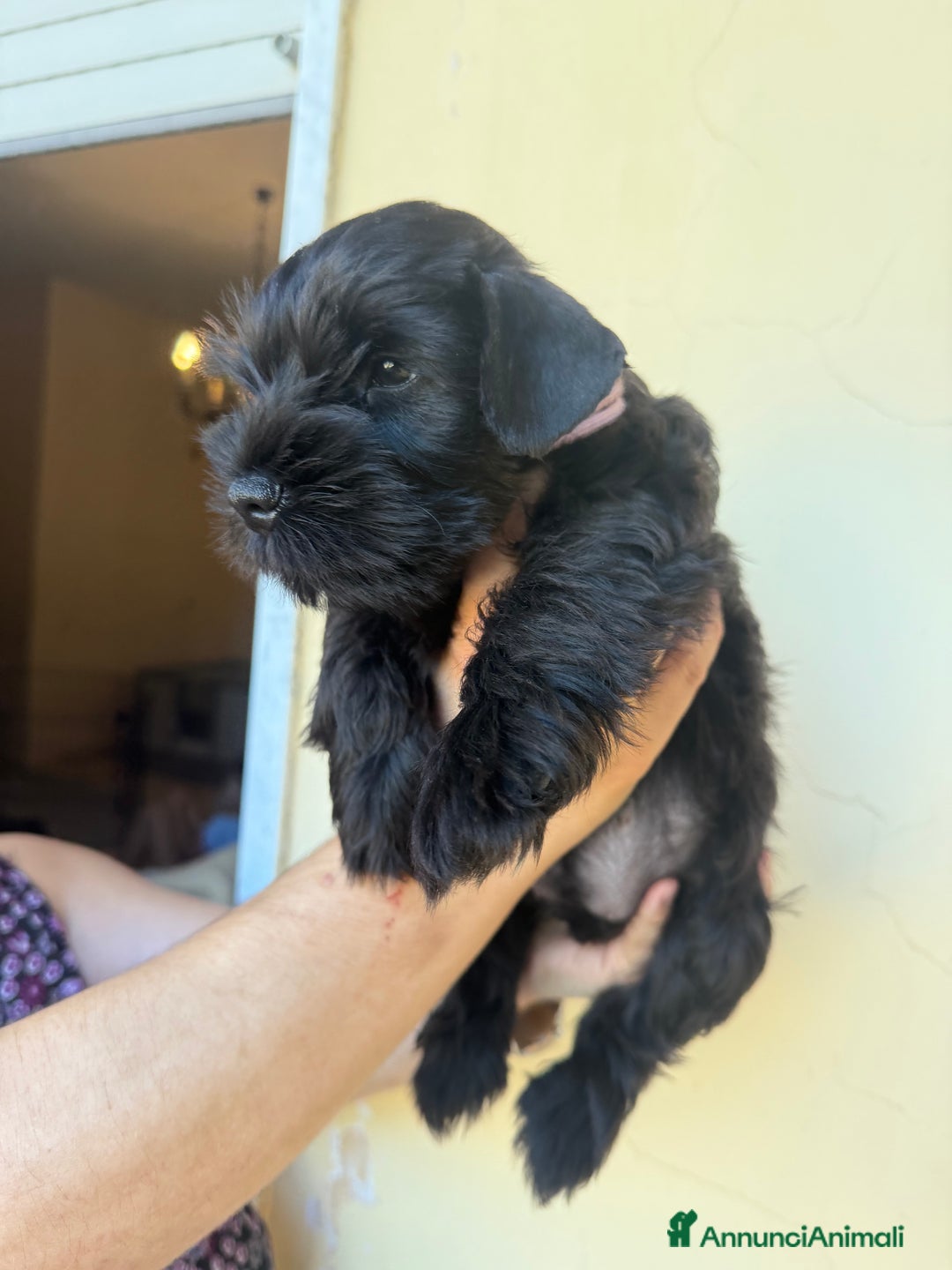 Mini Schnauzer cani in vendita: Schnauzer Nano nero  - Annuncio 11