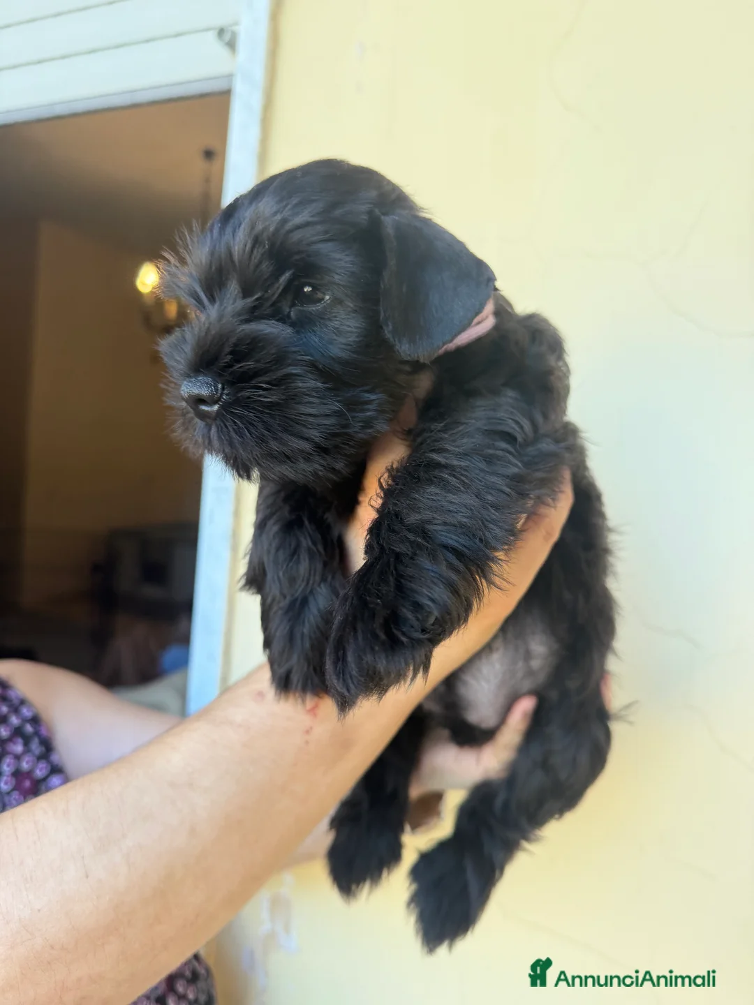 Mini Schnauzer cani in vendita: Schnauzer Nano nero  - Annuncio 11