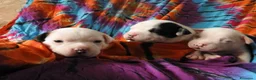 Staffordshire cani in vendita: Staffordshire bull terrier  - Annuncio 2