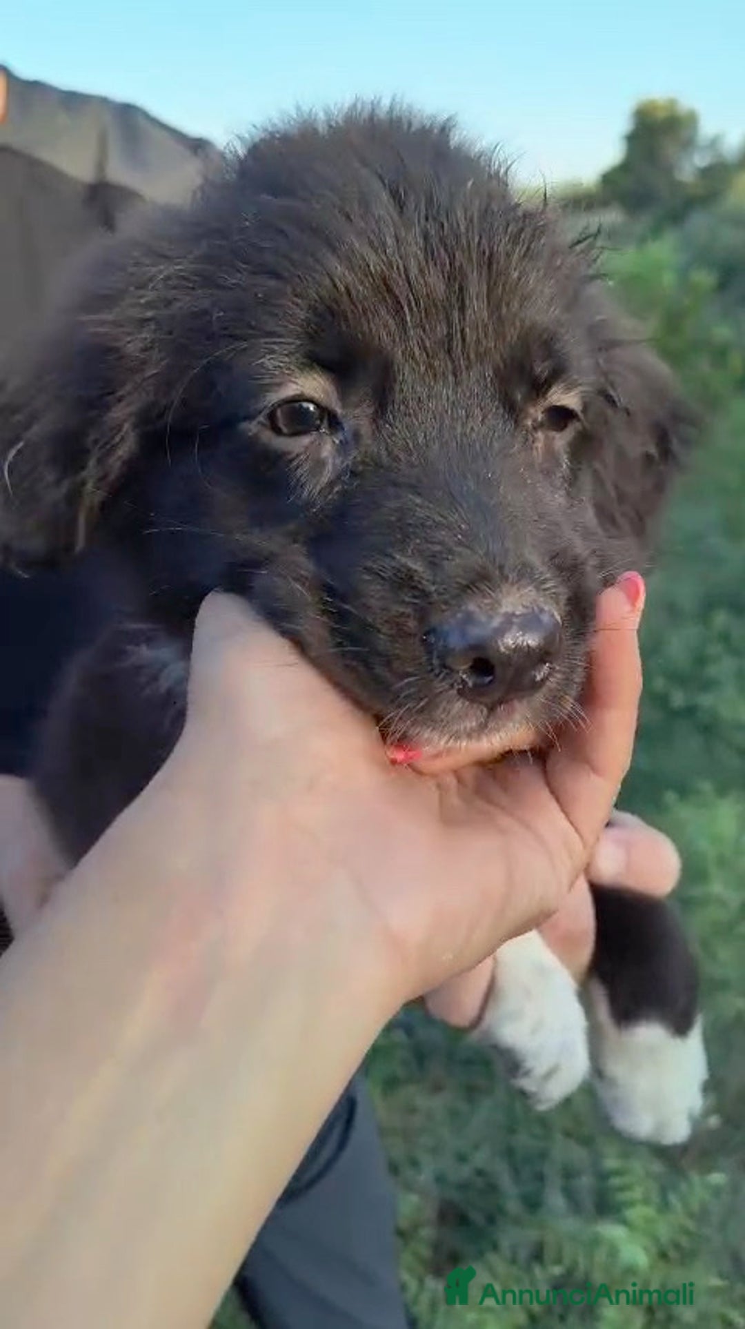 Altre razze cani in regalo: Cuccioli di 3 mesi cercano adozione urgente  a Provincia di Parma - Immagine 19