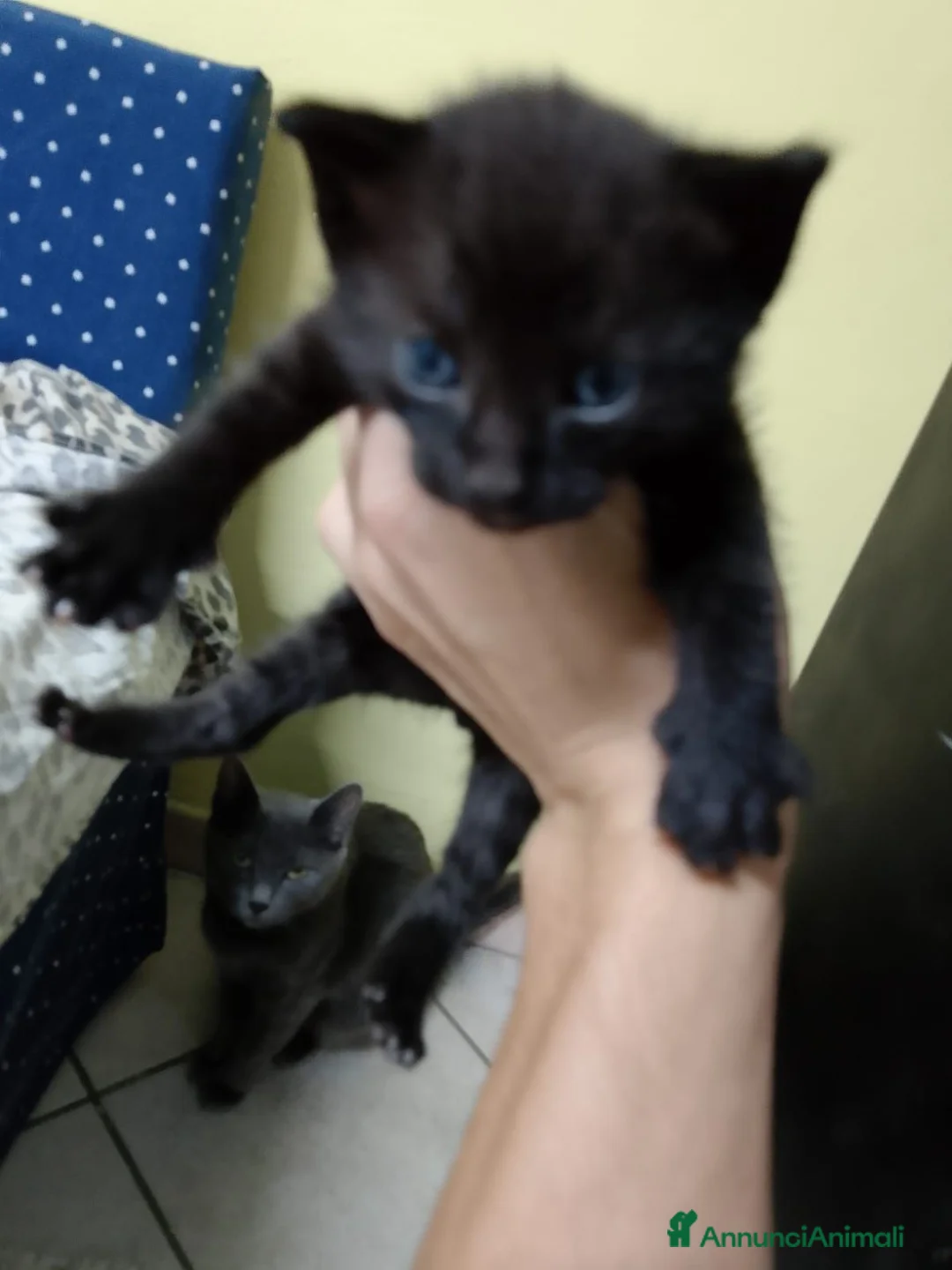 Meticcio gatti in regalo: Regalo gatti piccolini  - Annuncio 4