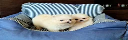 Spitz cani in vendita: Spitz di Pomerania NANO  - Annuncio 13