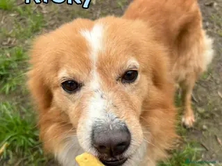 Meticcio cani RICKY. 💙 - simil volpino taglia piccola - Annuncio 42