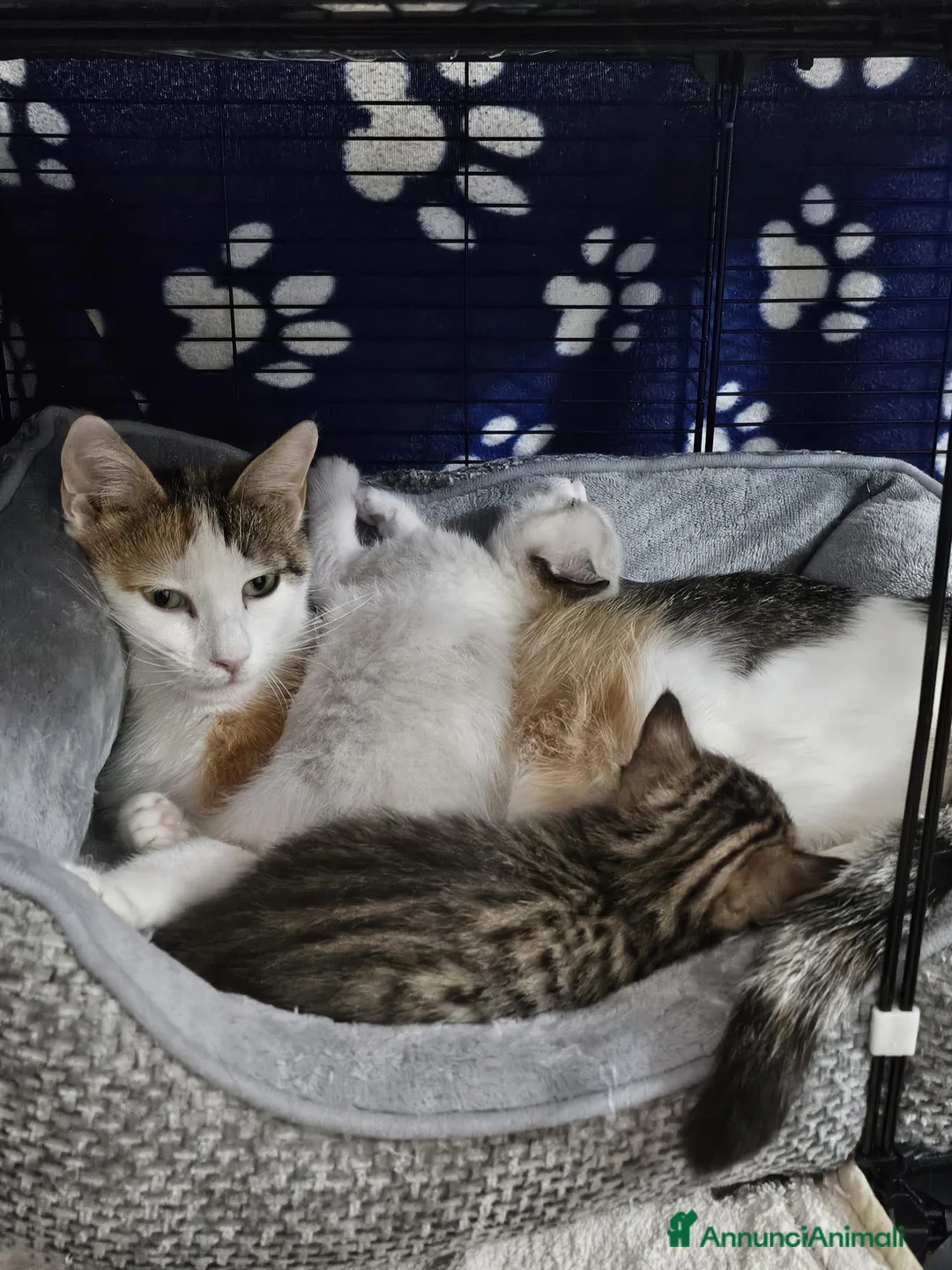 Altre razze gatti in regalo: BELLA CERCA CASA 🏡 - Annuncio 2