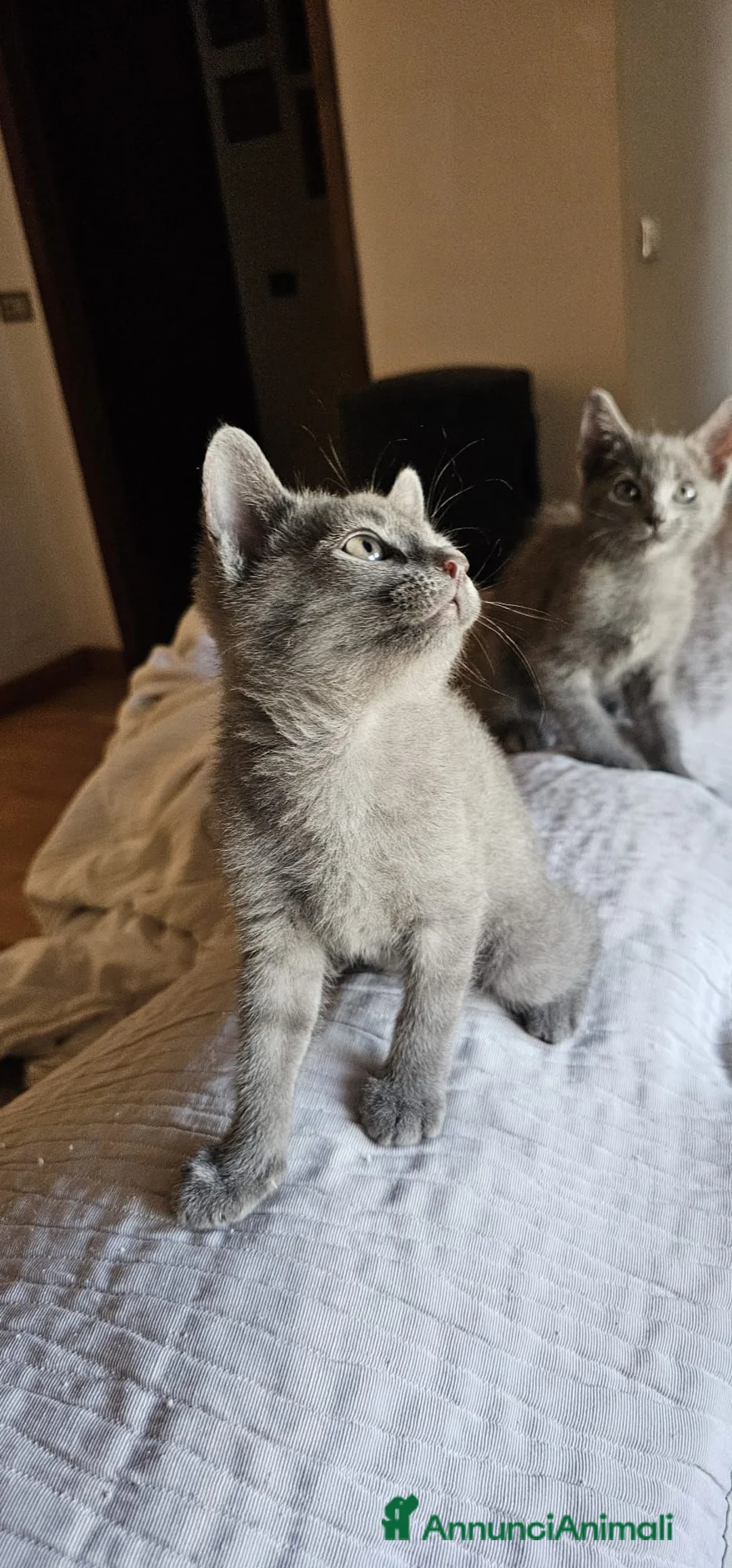 Sphynx gatti in vendita: Dolcissime cucciole - genitori Sphynx - Annuncio 2
