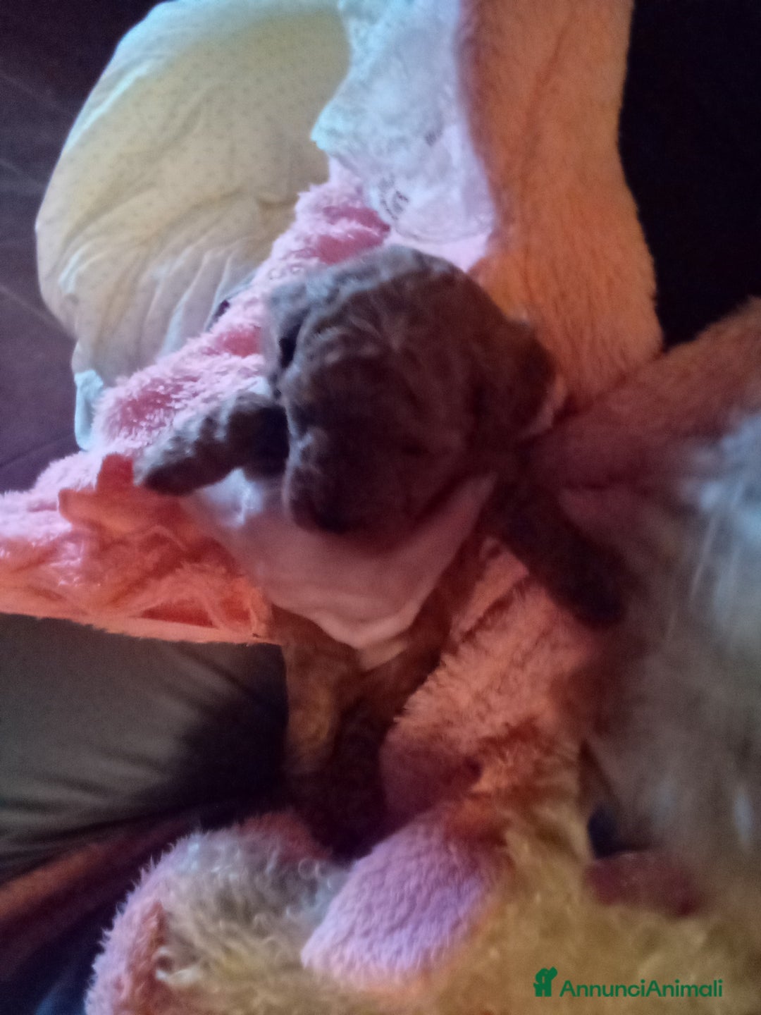 Barboncino Toy cani in vendita: Vendesi cuccioli di Barboncino Toy  - Annuncio 4