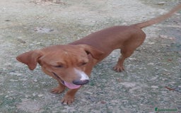 Meticcio cani in regalo: CORFU' ASPETTA TE - Immagine 3