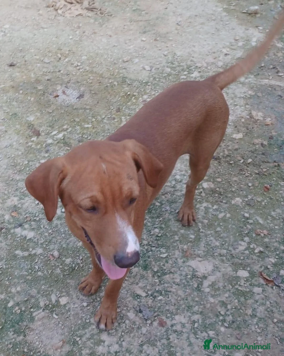 Meticcio cani in regalo: CORFU' ASPETTA TE - Annuncio 3