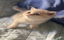 Scottish gatti in vendita: Scottish Straight - Annuncio 12