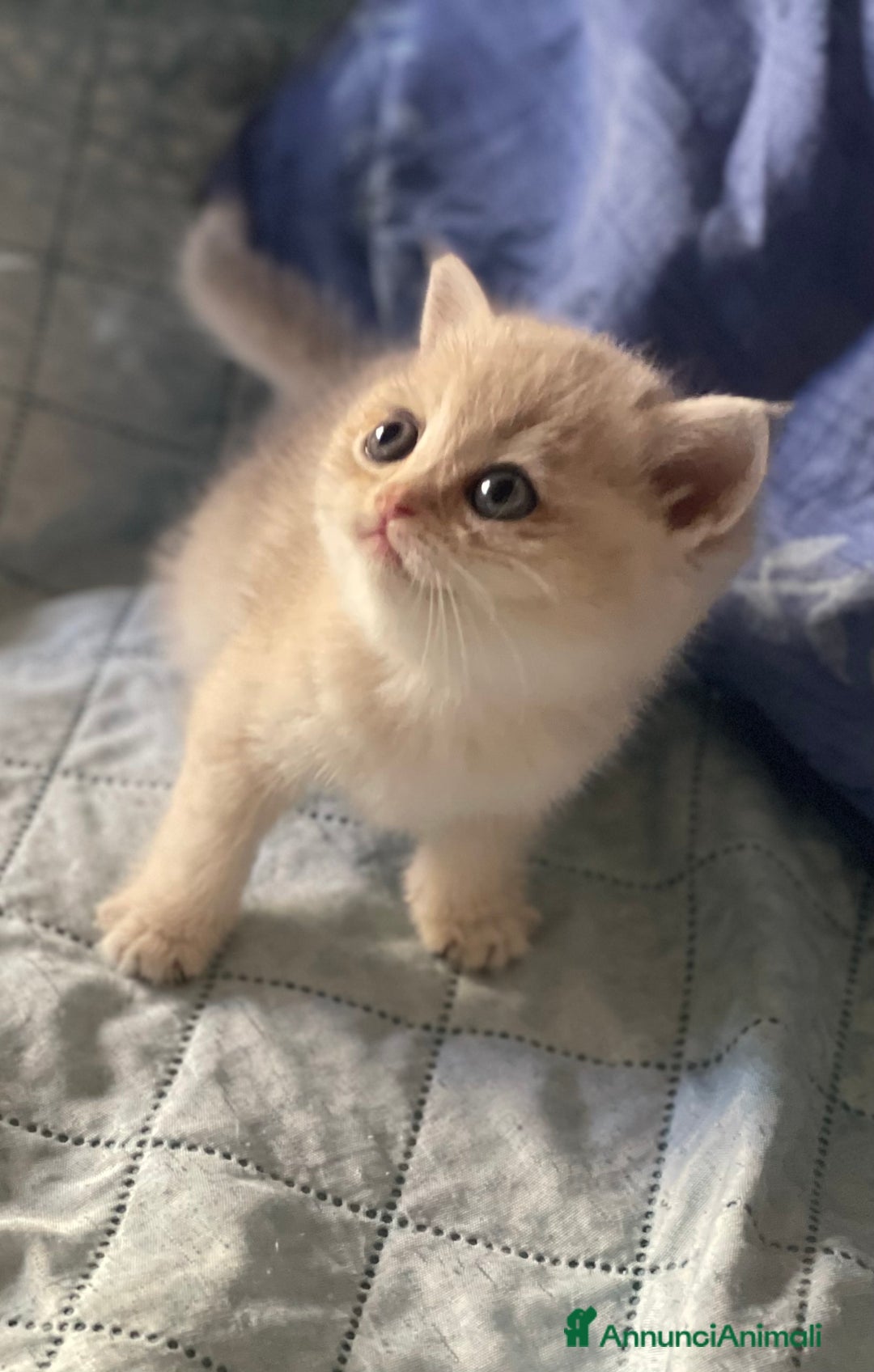 Scottish gatti in vendita: Scottish Straight - Annuncio 12