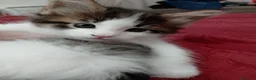 Maine Coon gatti in vendita: Gattina tipo MaineCoon - Annuncio 3