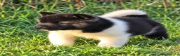Akita Americano cani in vendita: Cuccioli Akita Americano  - Annuncio 11