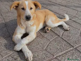 Meticcio cani Babette una cagnolina dal cuore d’oro a Città metropolitana di Milano - Annuncio 36
