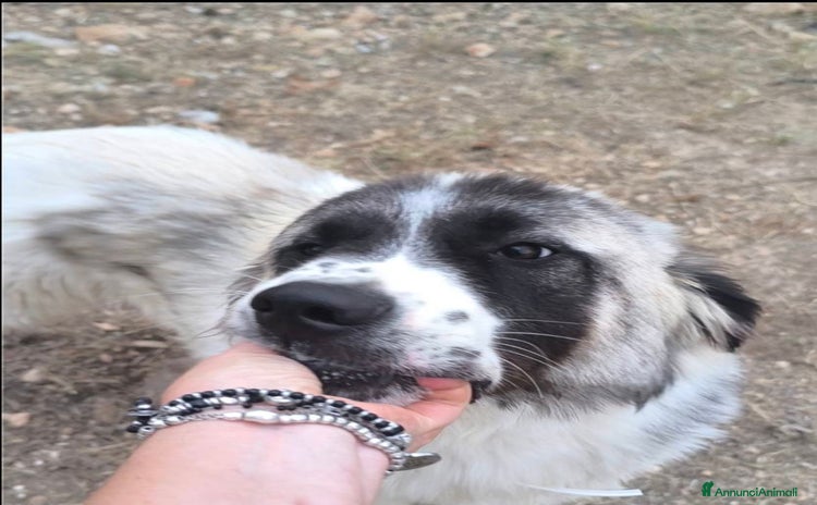 Meticcio cani a Città Metropolitana di Bologna - Annuncio 3