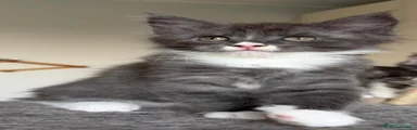Maine Coon Gattino 1