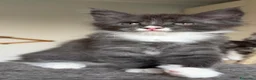 Maine Coon gatti in vendita: Maine coon cuccioli pedigree ANFI a Provincia di Bergamo - Annuncio 3