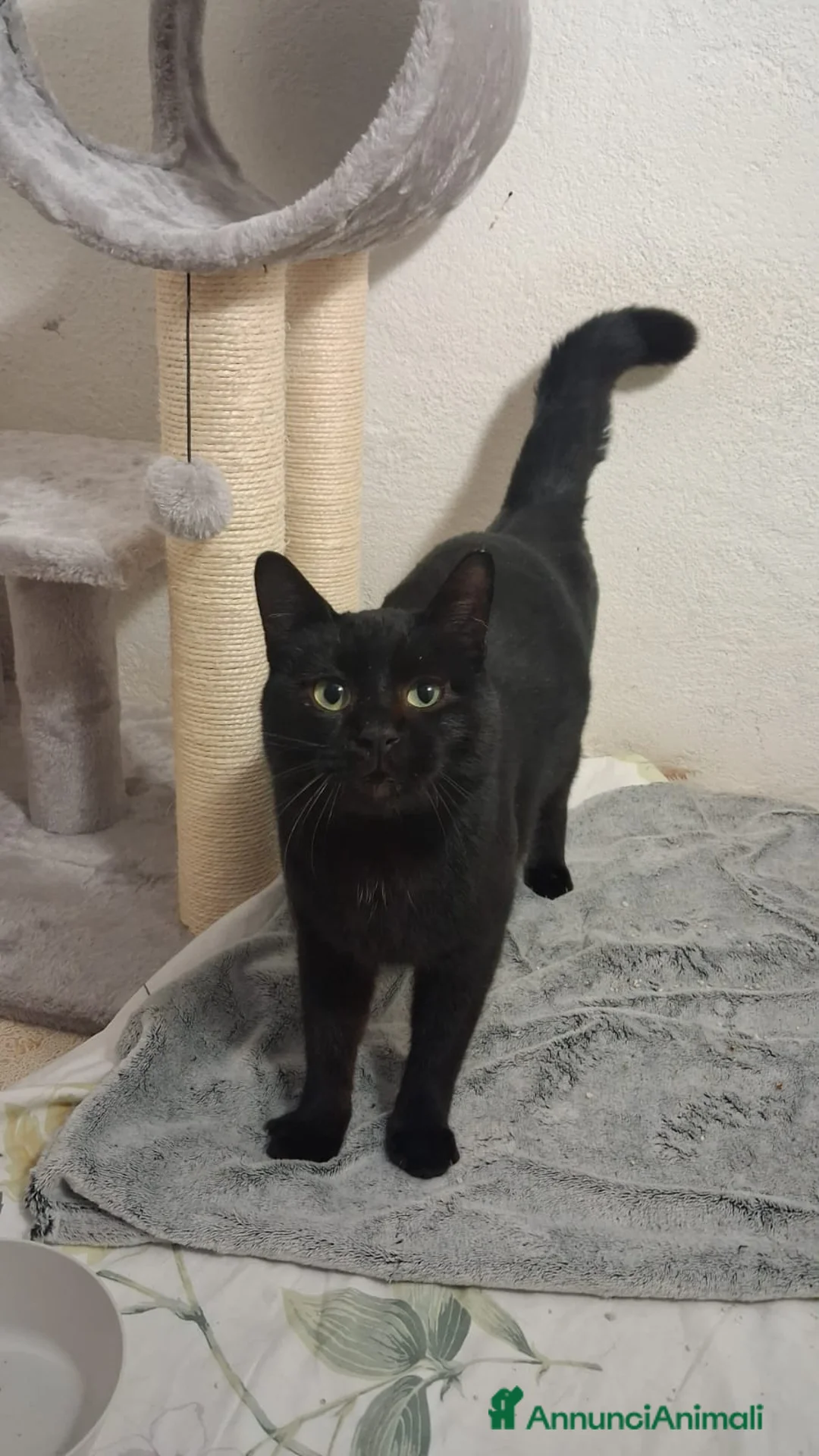 Altre razze gatti in regalo: GATTI SOCIEVOLI - Annuncio 6