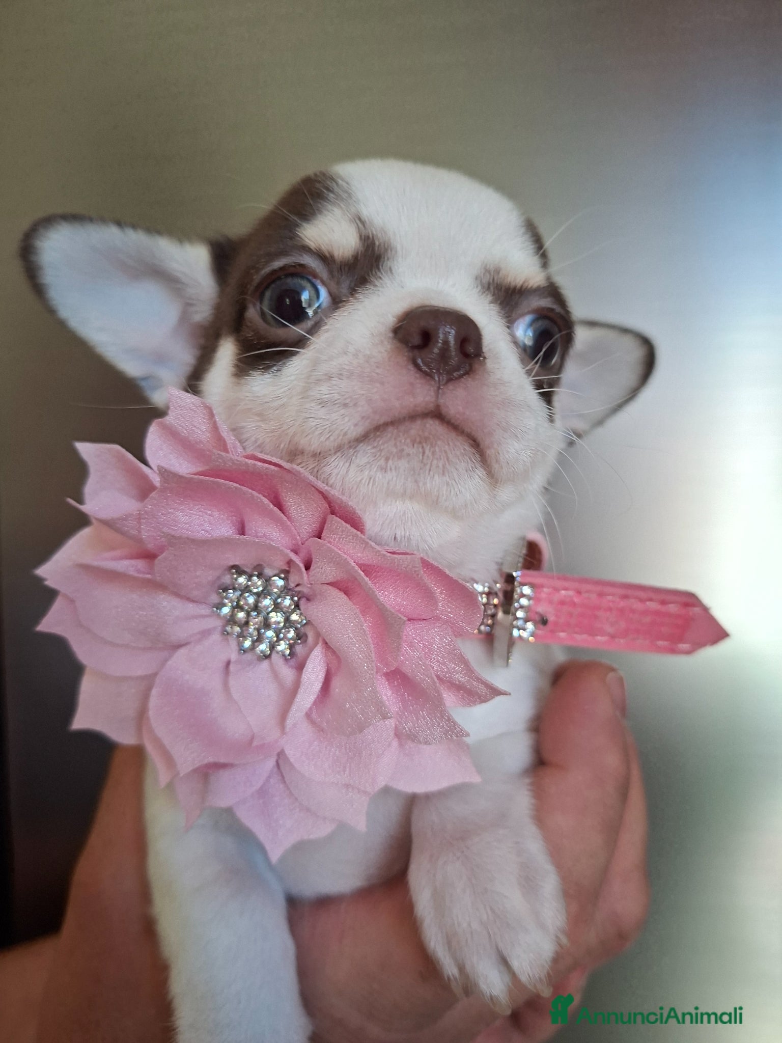 Chihuahua cani Femmina chihuahua  - Annuncio 7
